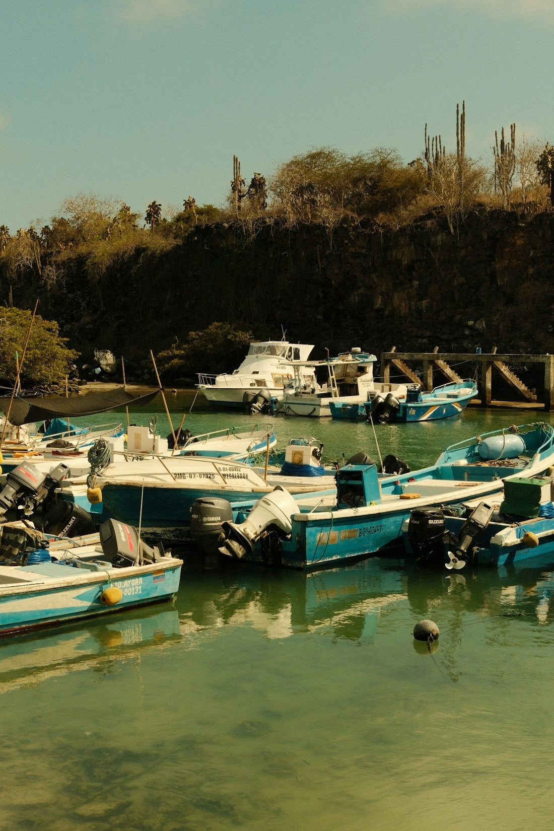 Several boats docked in a clear, green harbor
