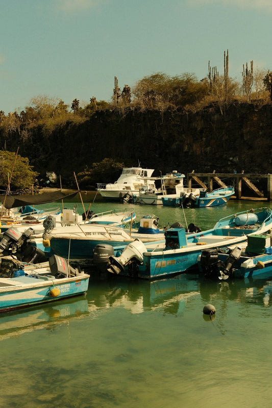 Several boats docked in a clear, green harbor